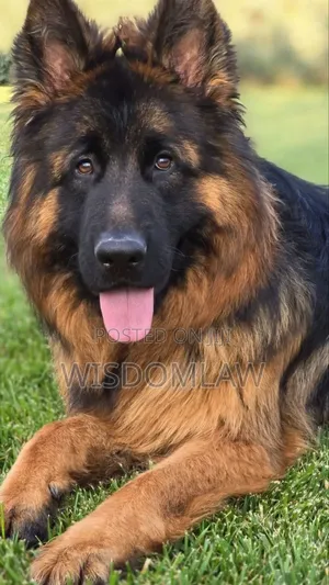1+ year Male Purebred German Shepherd