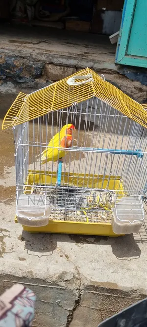 Photo - Lovely Love Bird