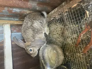 Chinchilla Rabbits for Sale
