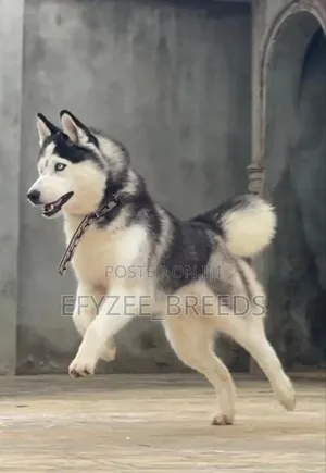 1+ year Female Purebred Siberian Husky