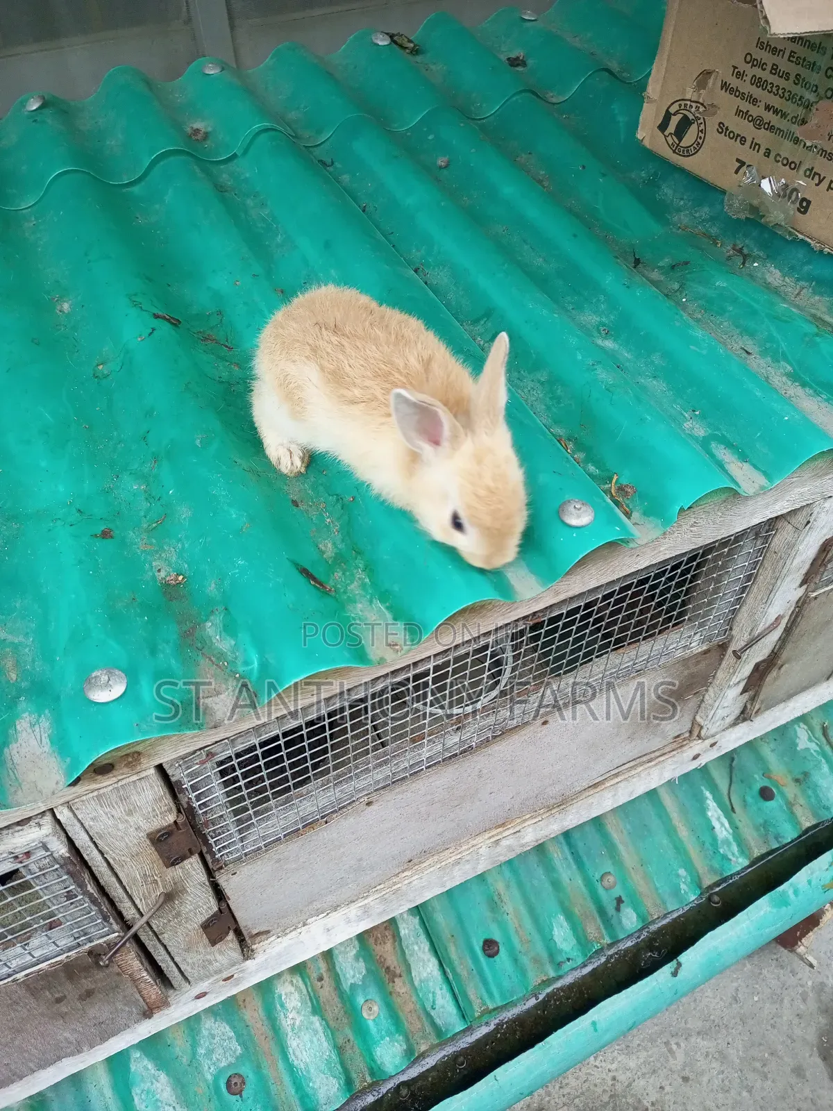 Matured Bunnies