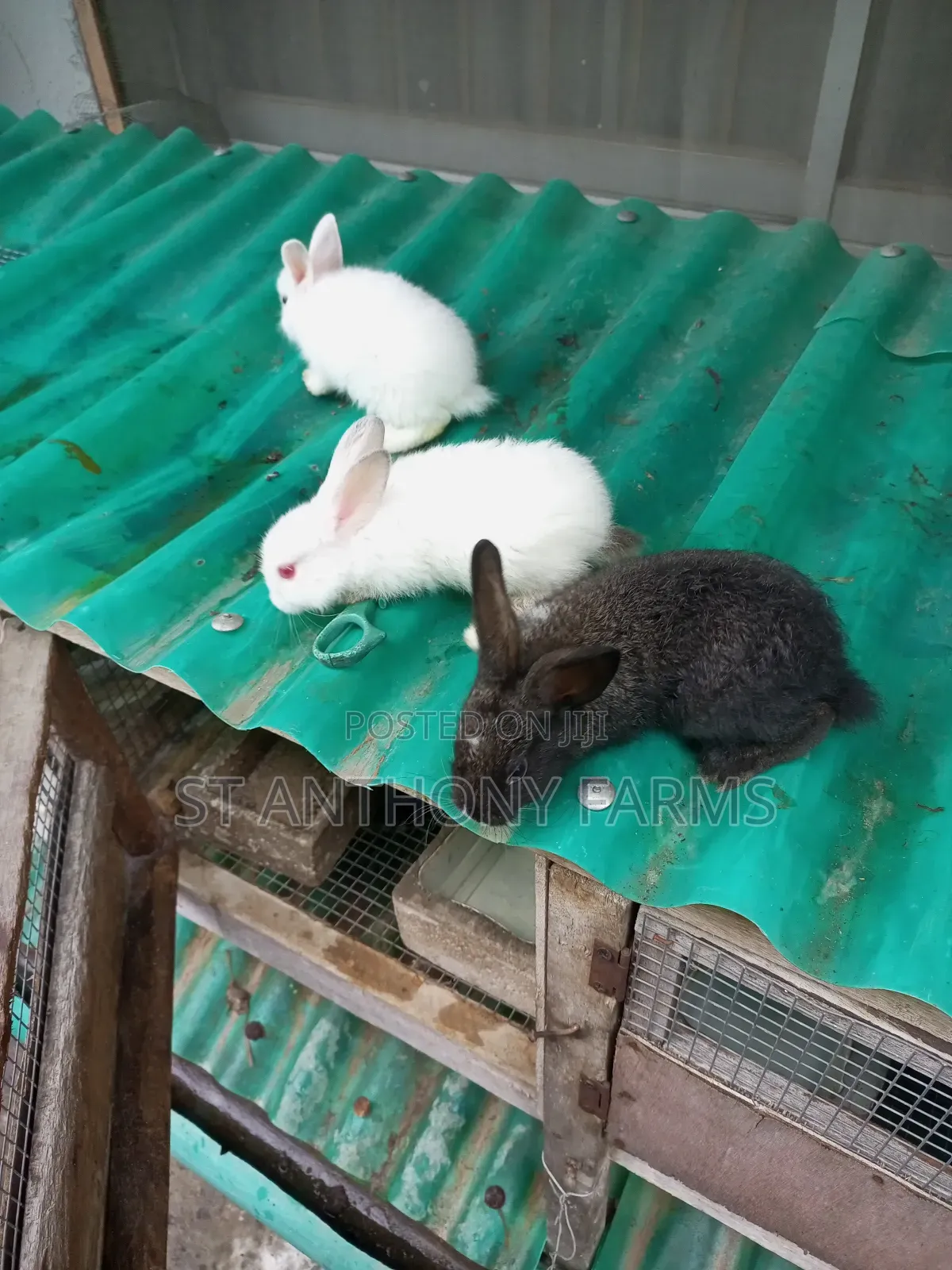 Matured Bunnies