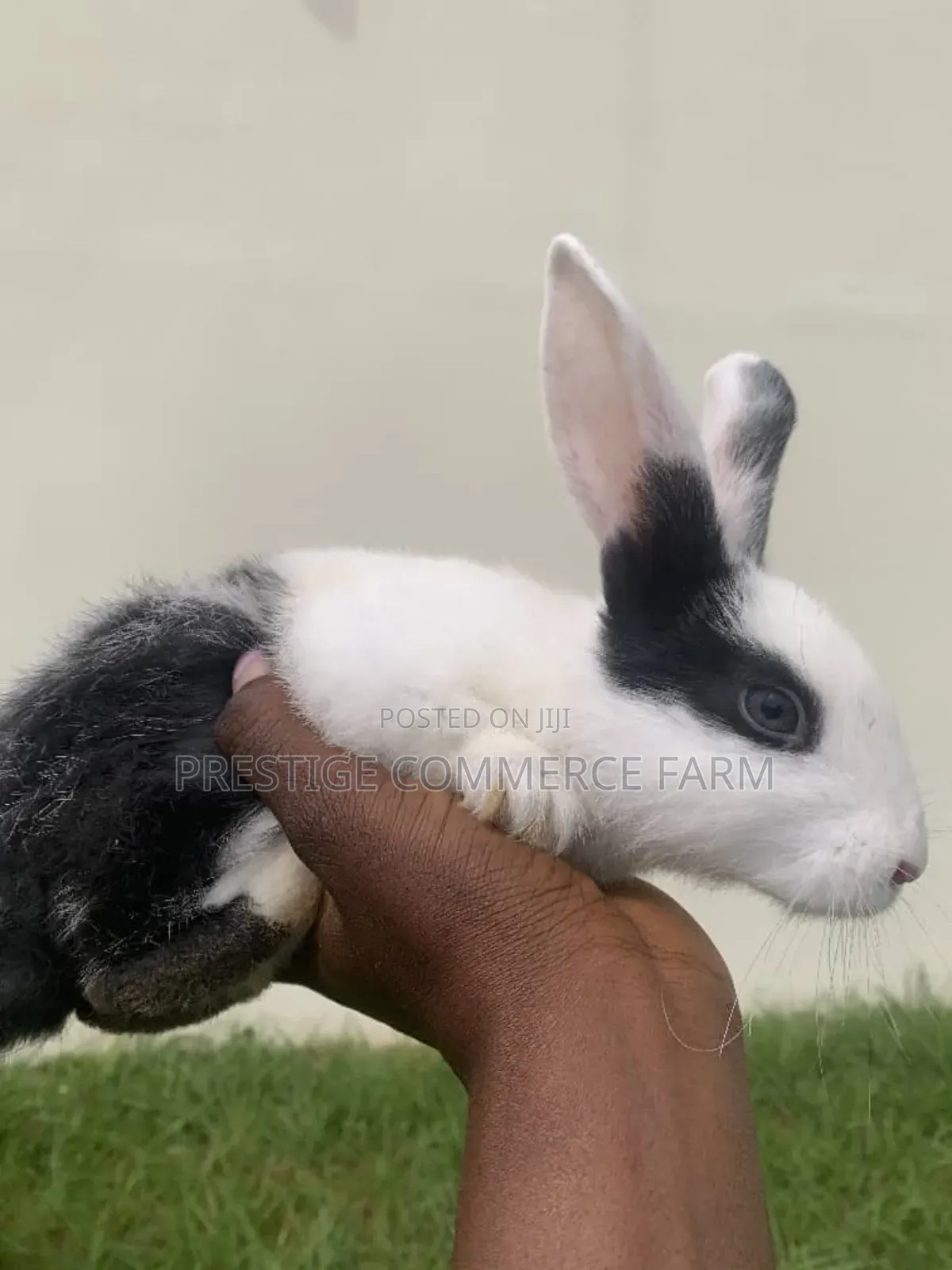 Pet Bunnies