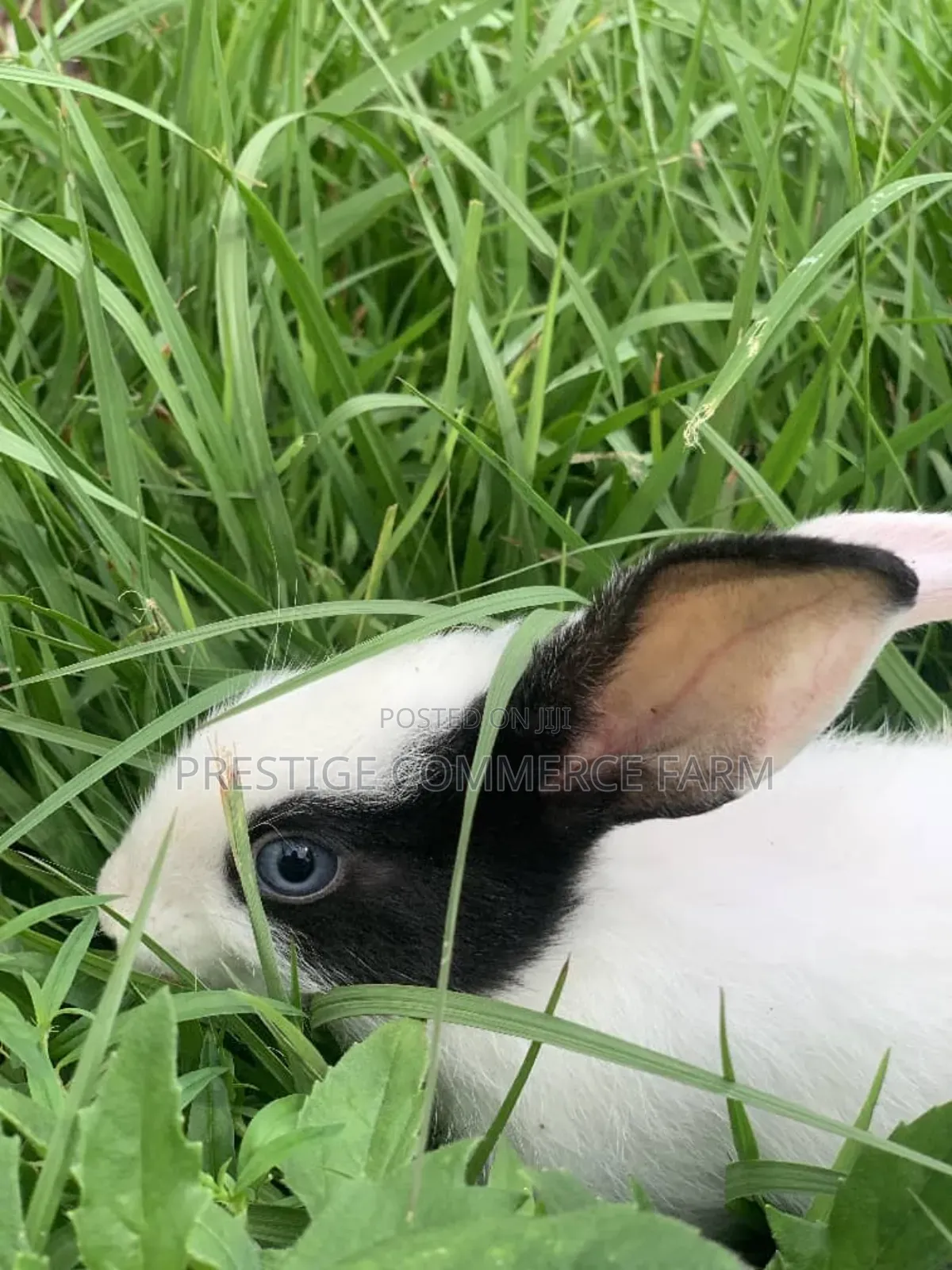 Pet Bunnies