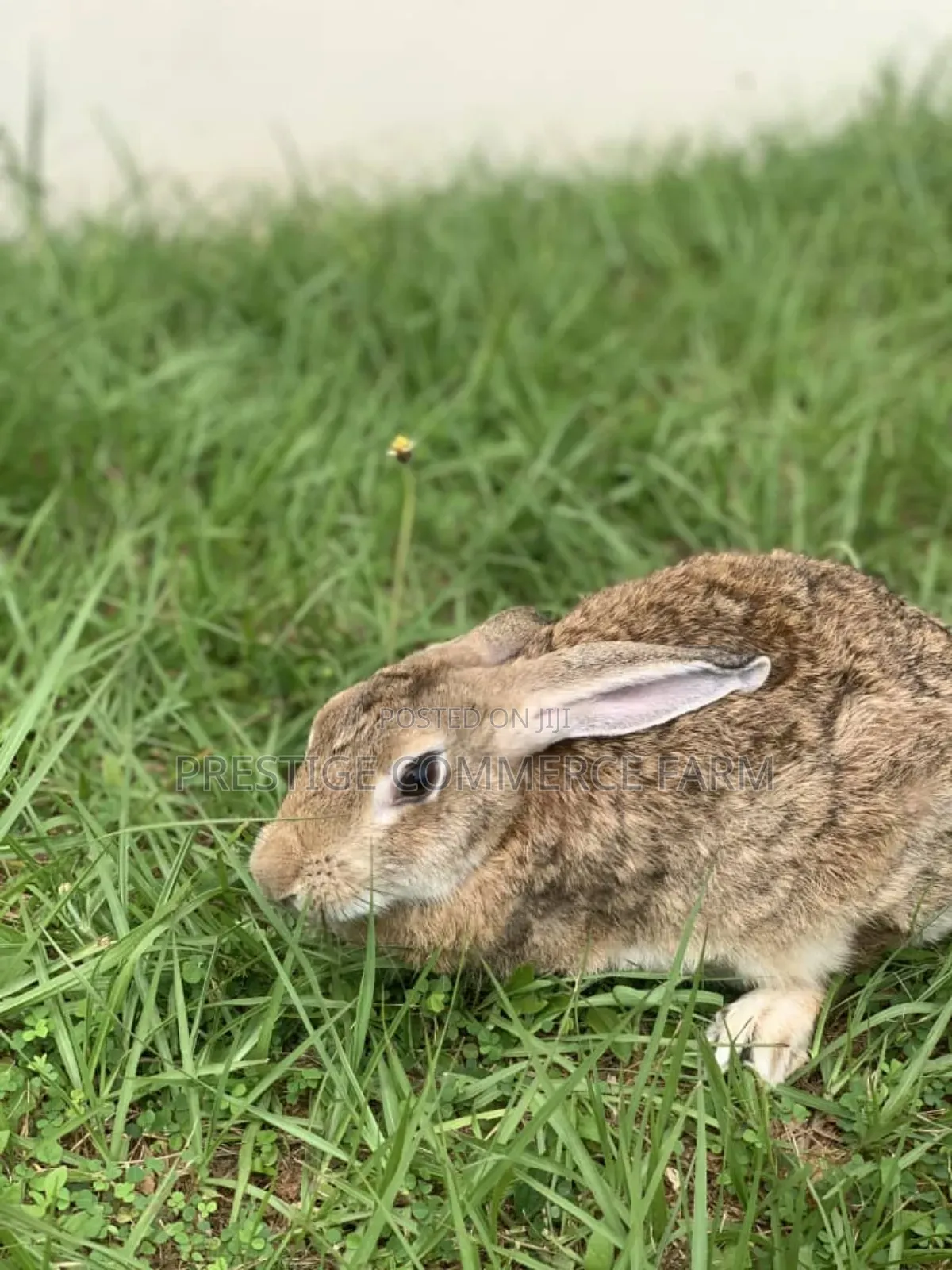 Pet Bunnies
