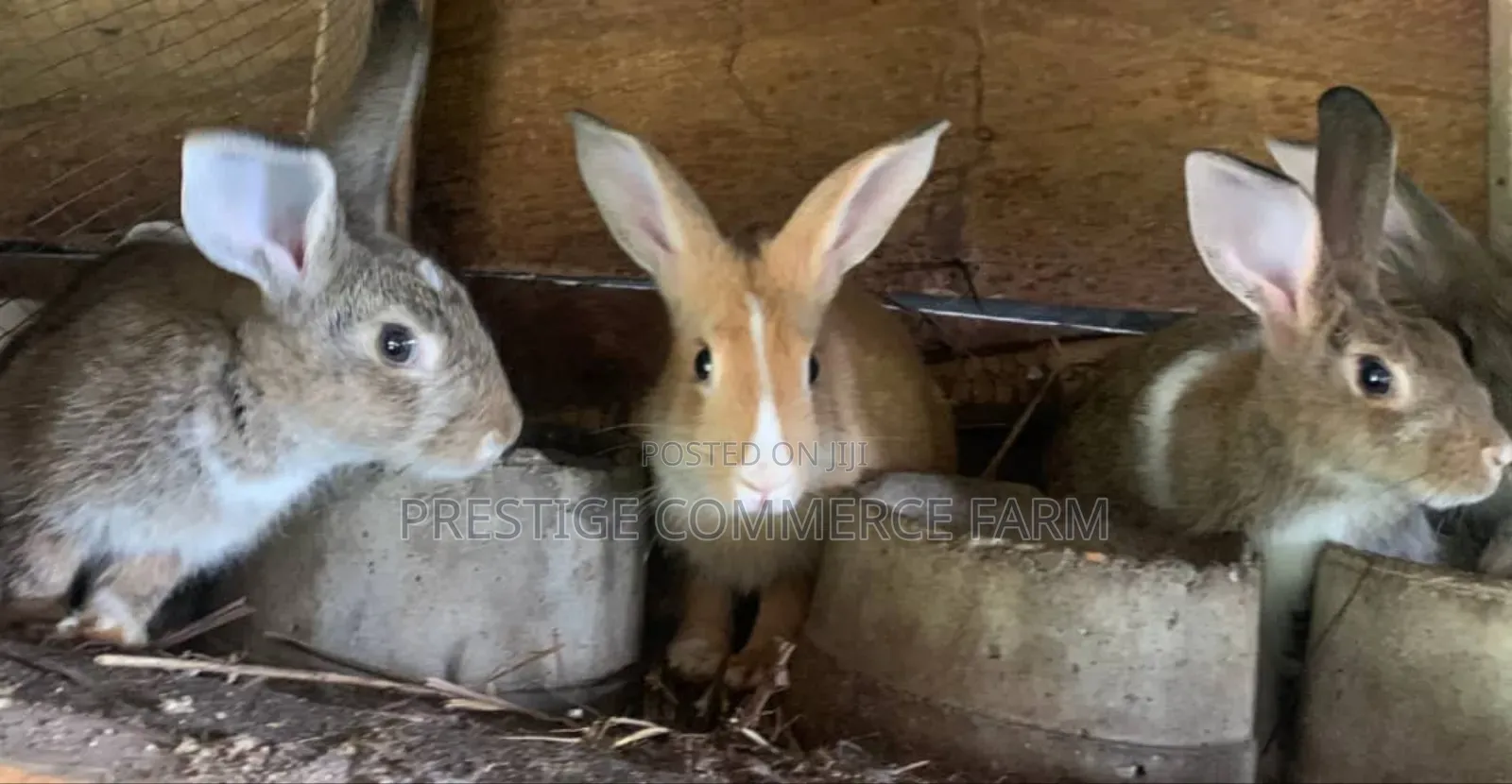 Pet Bunnies