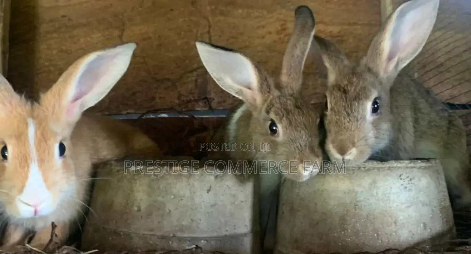 Pet Bunnies