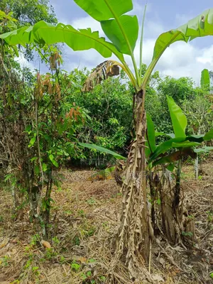 4 Acres Farm Land at Elelubo Abeokuta