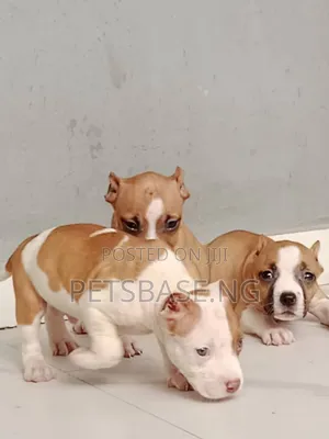 Photo - 1-3 months Female Purebred American Pit Bull Terrier