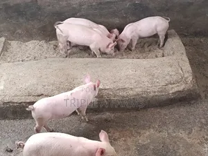 Tn Pigs; Weaners Available for Sale (Breeders Stock)
