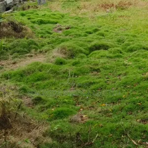 An Expanse of Dry Land