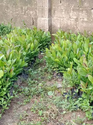 Cashew Seedling Brazilain Giant