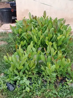 Cashew Seedling Brazilain Giant