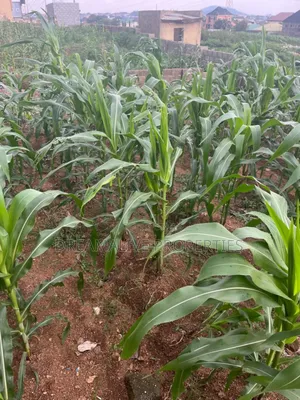 Photo - R of O Document