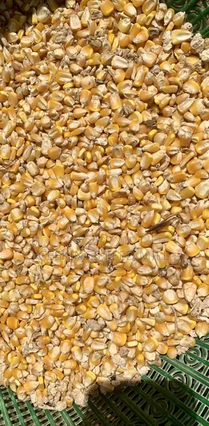 Maize for Animal Feed and Raw Materials