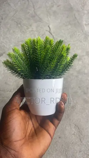 High Quality Cup Flower Plant