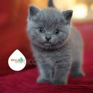 Photo - Pet Foods and Accessories