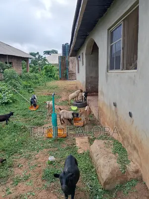 Goats  for Sale