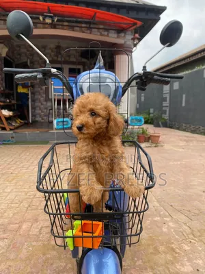 1-3 months Male Purebred Poodle
