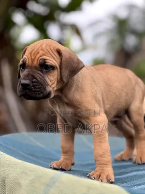 1-3 months Male Purebred Boerboel