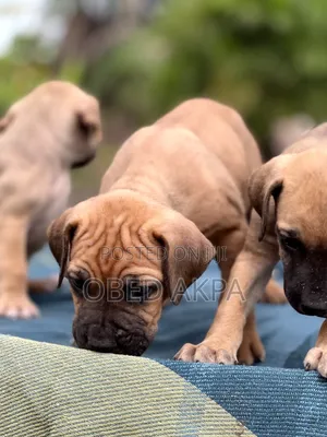 1-3 months Male Purebred Boerboel