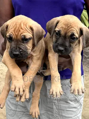 1-3 months Female Purebred Boerboel