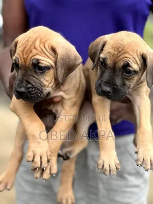 1-3 months Female Purebred Boerboel