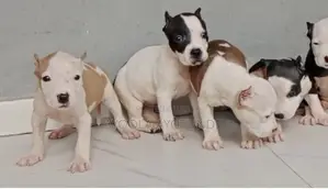 Photo - 1-3 months Female Purebred American Pit Bull Terrier