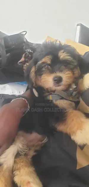 Photo - 1-3 months Male Purebred Lhasa Apso