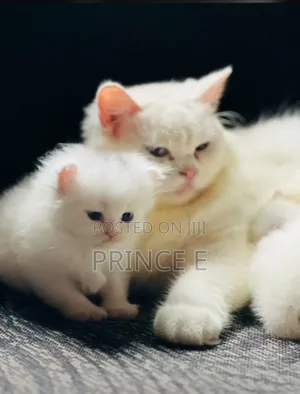 1-3 months Female Purebred Persian