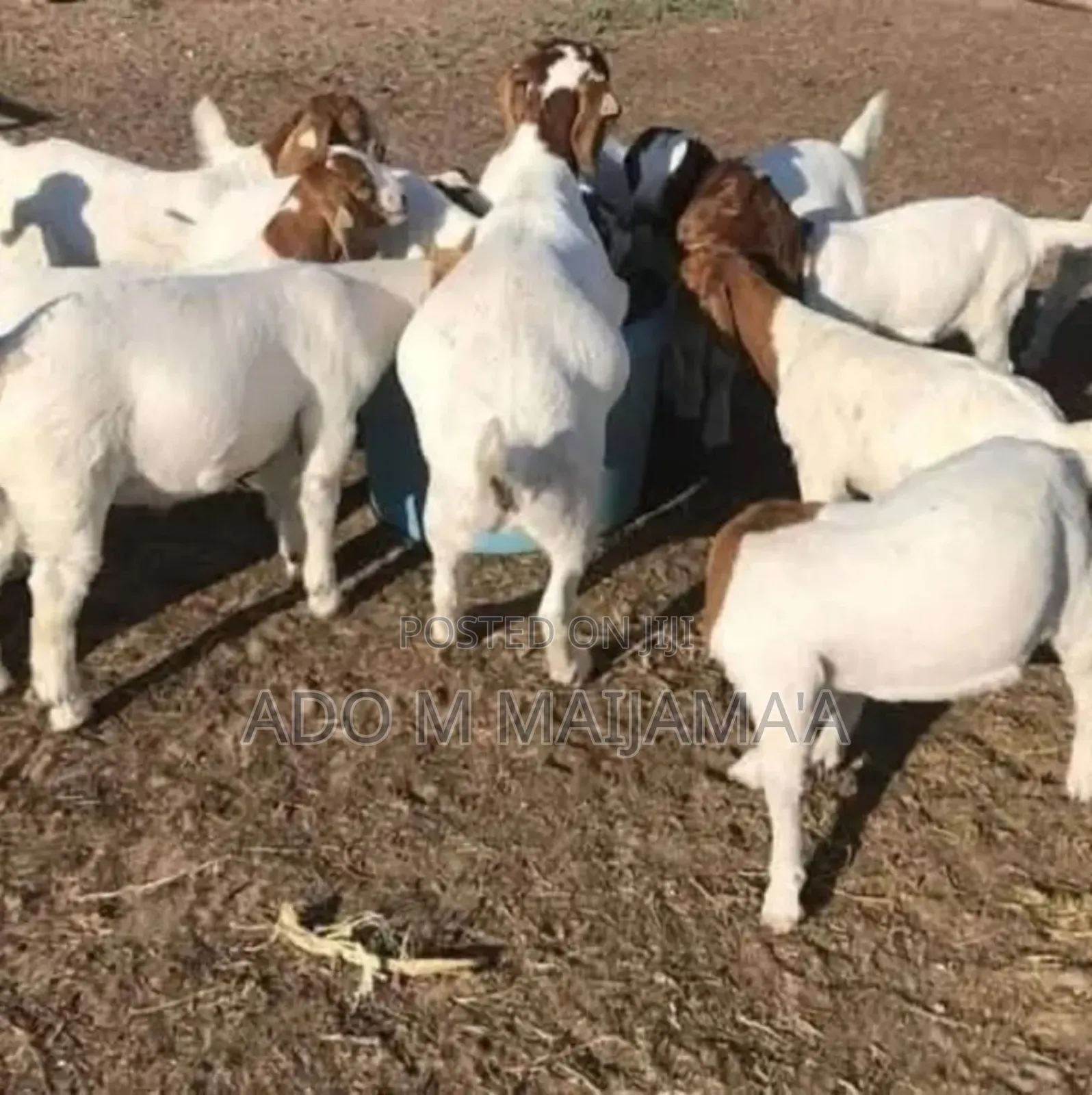 Farm Animals