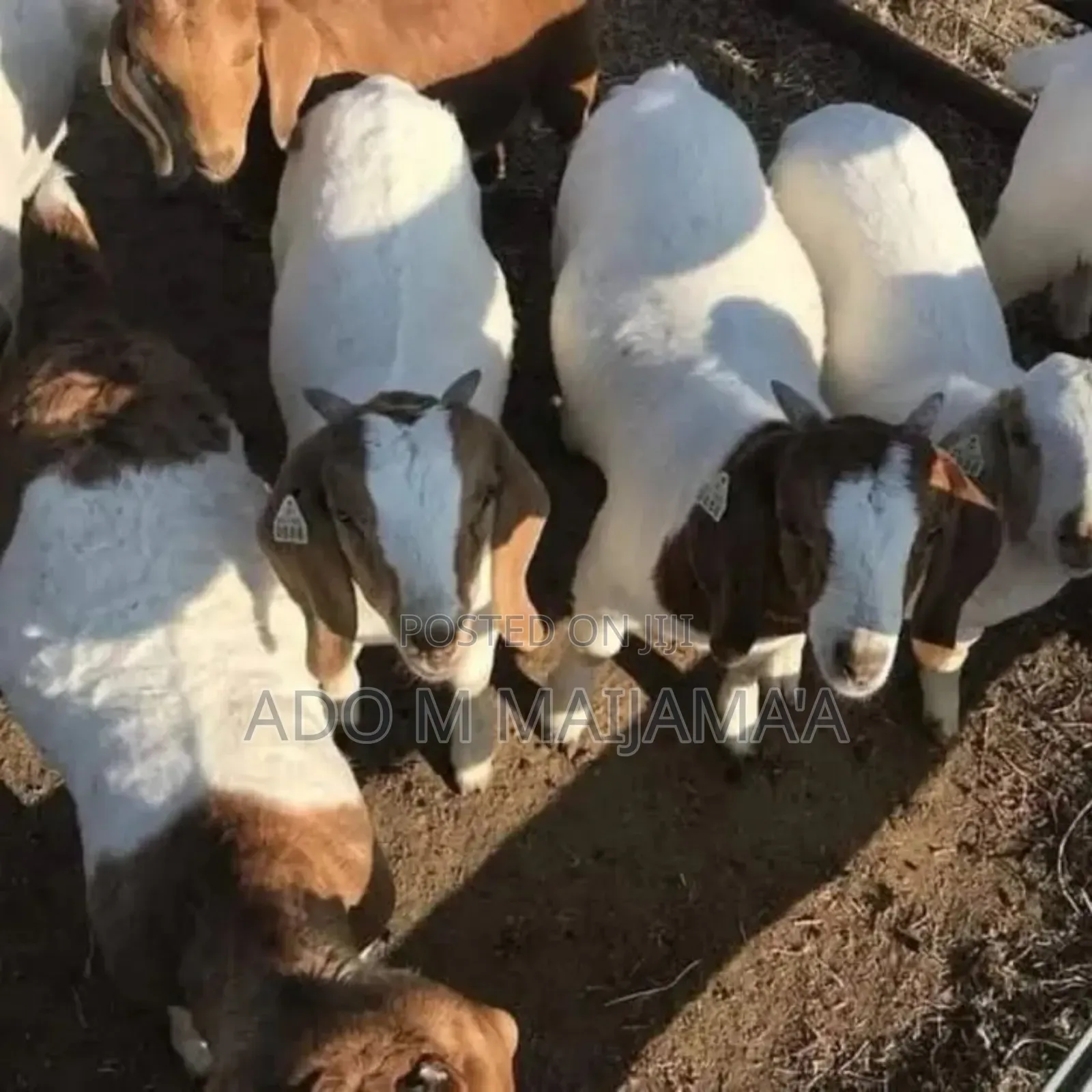 Farm Animals