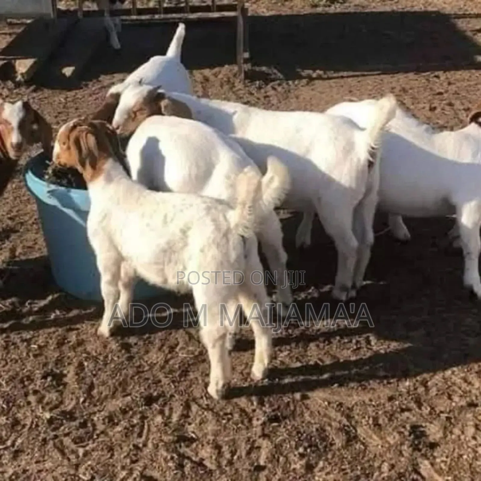 Farm Animals