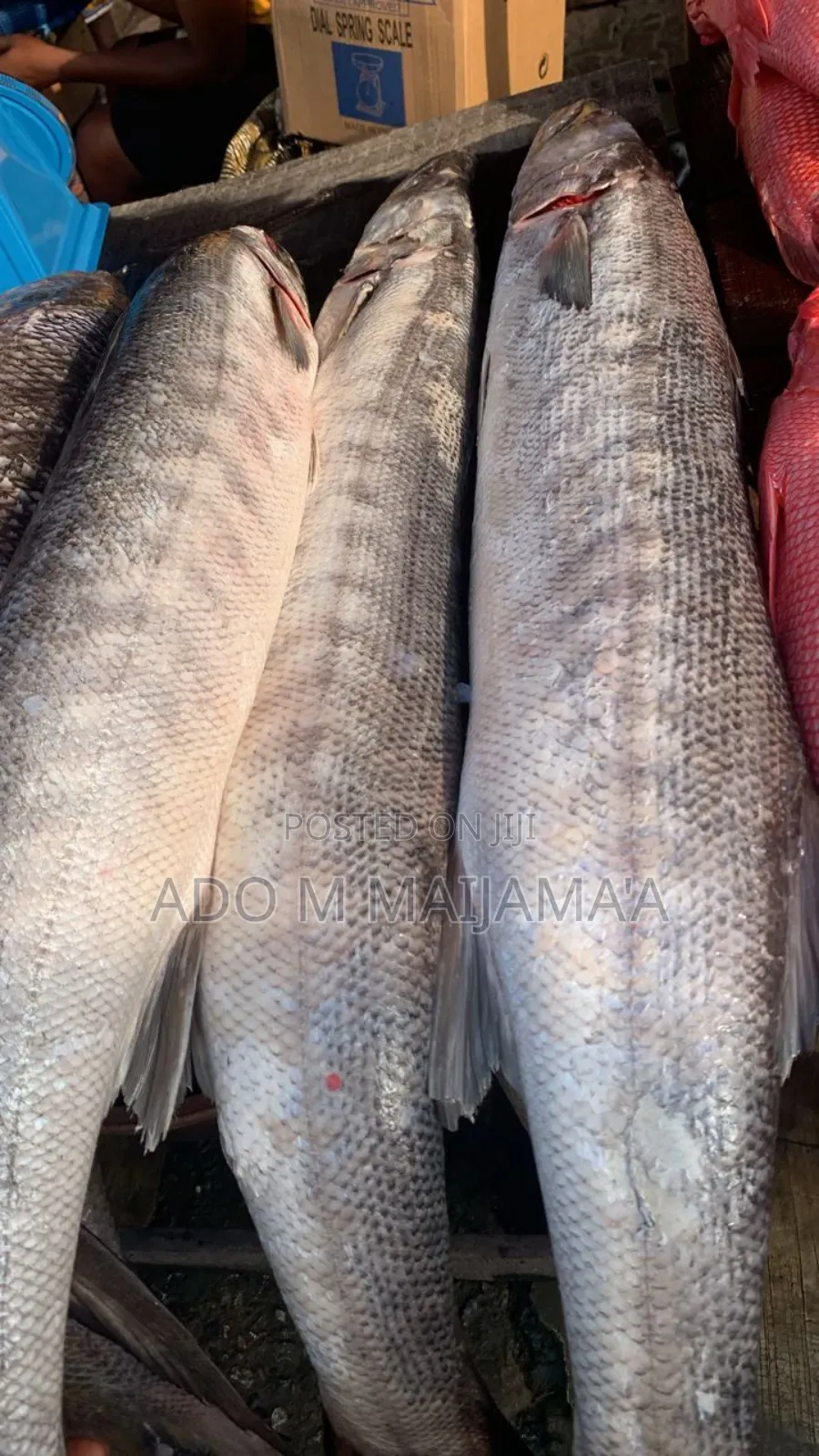 River Tilapia & Seafood