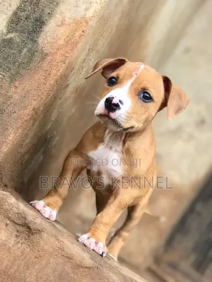 Photo - 1-3 months Male Purebred American Pit Bull Terrier