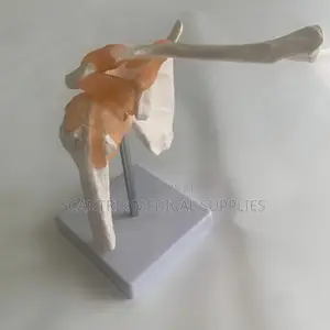 Life-Size Elbow Ligament Model for Medical Training