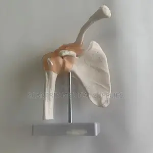 Orthopedic Elbow Joint Demonstration Model