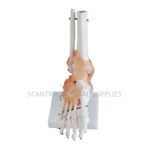 PVC Elbow Joint Model for Health Science Education