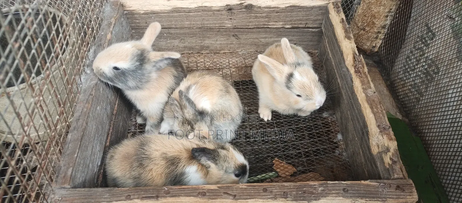 Smart and Healthy Bunny