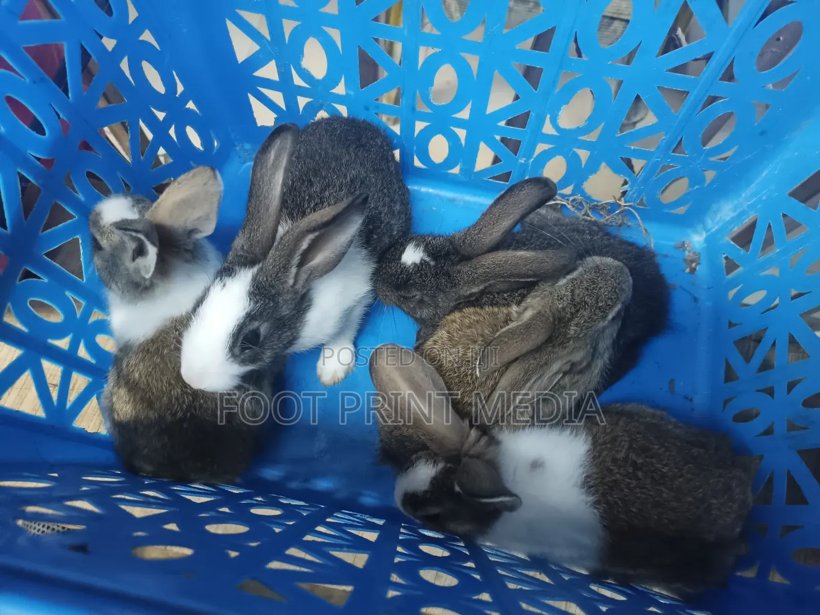 Smart and Healthy Bunny