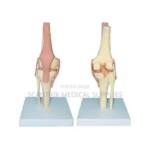 Physiotherapy Elbow Ligament Training Model