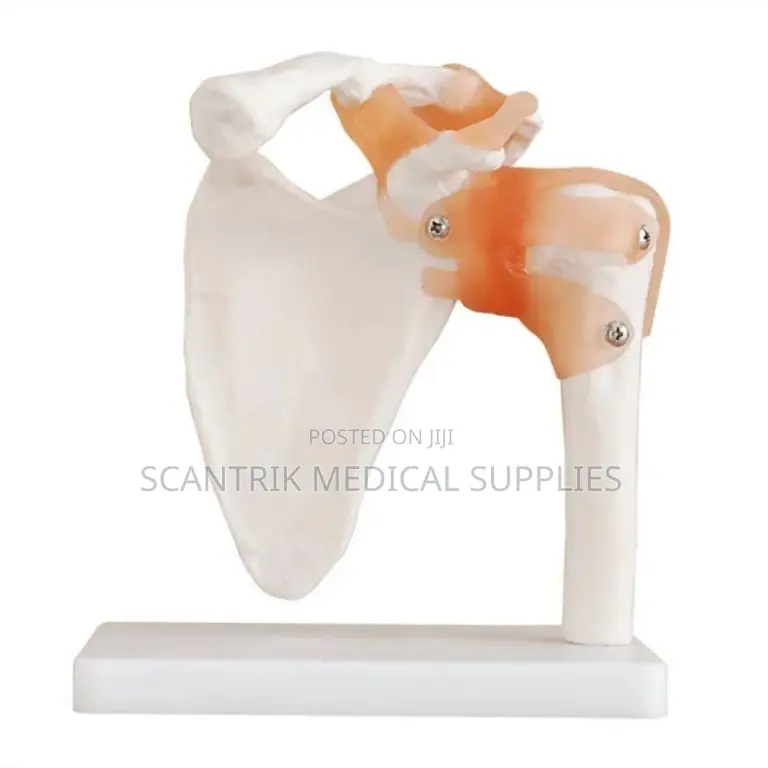 Bone Structure Elbow Joint Model With Ligaments