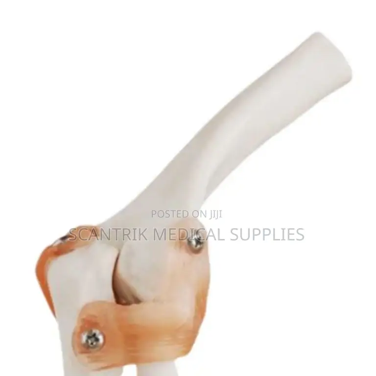Advanced Elbow Joint Ligament Display Model