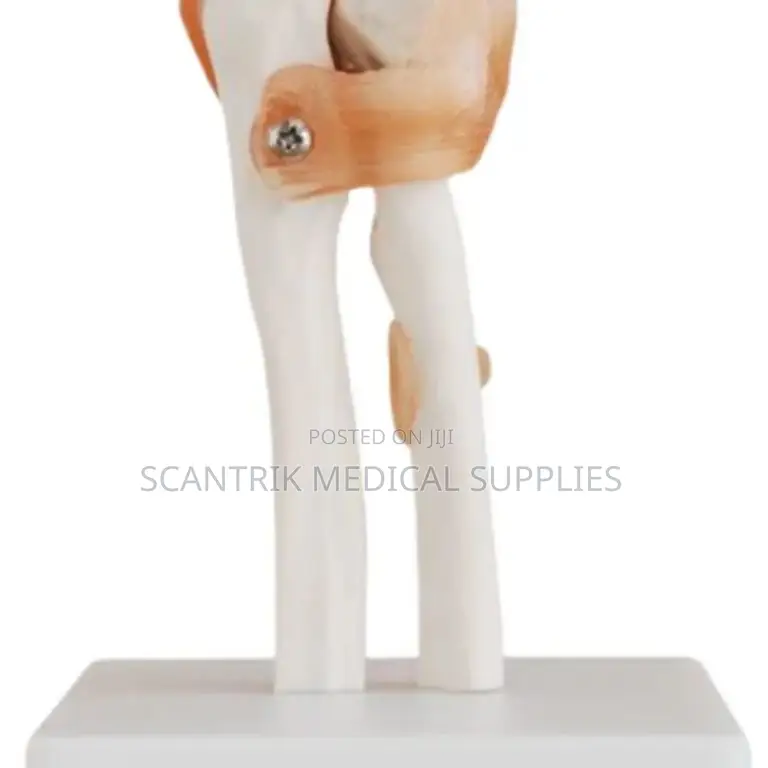 Realistic Ligament Elbow Joint Replica
