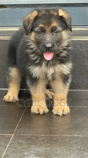 1-3 months Female Purebred German Shepherd
