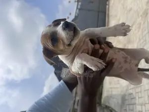 Photo - 1-3 months Female Purebred American Pit Bull Terrier