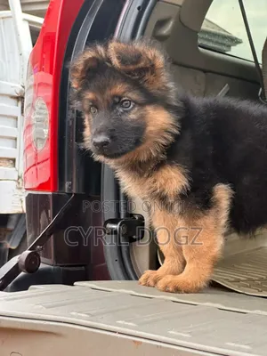 1-3 months Female Purebred German Shepherd