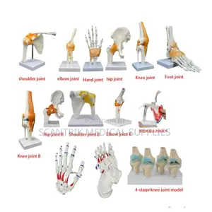 Functional Elbow Joint Model With Ligament Movement
