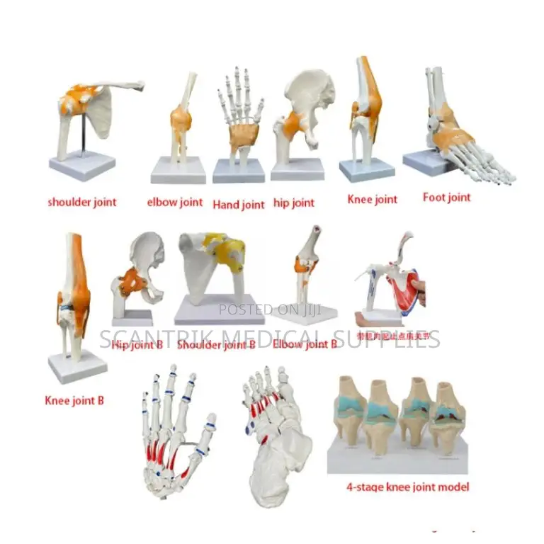 Functional Elbow Joint Model With Ligament Movement
