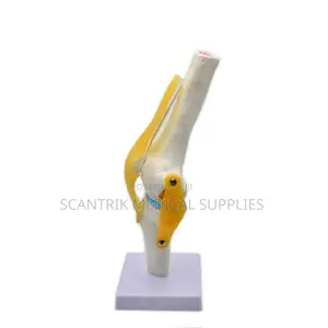 Healthcare Training Elbow Ligament Model